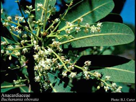 Taxon Profile Of Anacardiaceae R Br Florabase