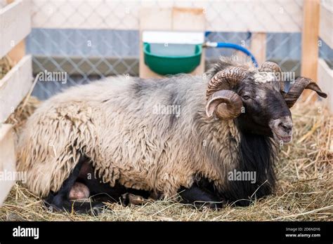 Ram farm mammal Stock Photo - Alamy