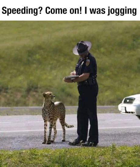 Best Funny cheetah Memes - 9GAG