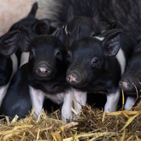 New Piglets On The Farm Stoneygate Farm Shop And Cafe