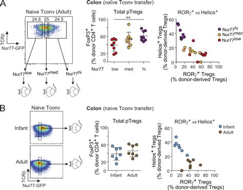 Nur Expression On Donor Tconv Cells Correlates With The Phenotypes Of