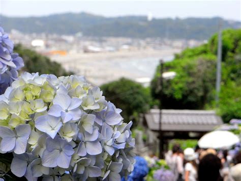 Hydrangea Season in Japan 2025 | Travel Guide | Kyuhoshi