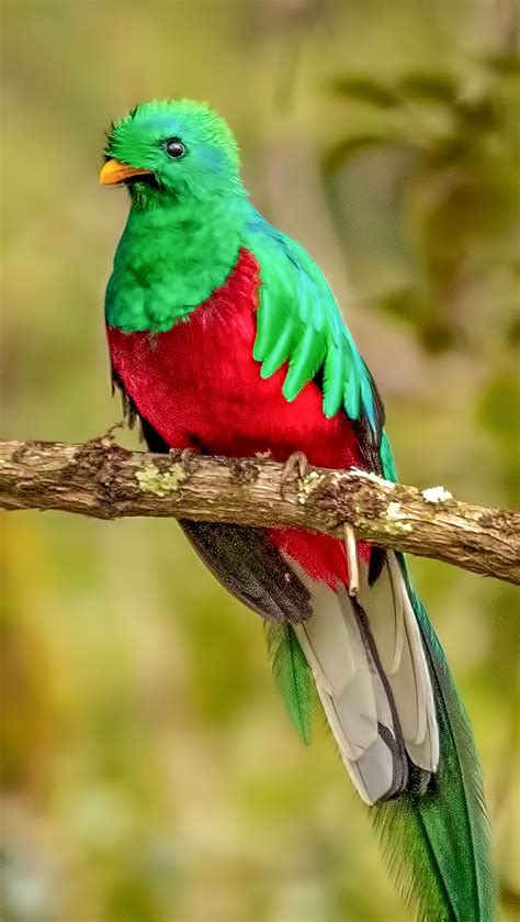 Quetzal In Branch Wallpaper 4k Hd Id4950