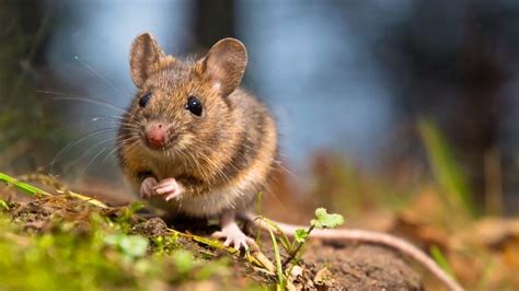 Mouse Animal Facts For Kids Kidpid