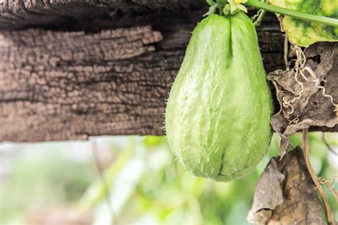 Plantar Chayote En Maceta La Huerta De Ivan