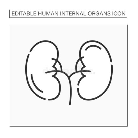Het Pictogramconcept Van De Nierlijn Nier Vlak Vectorsymbool Teken