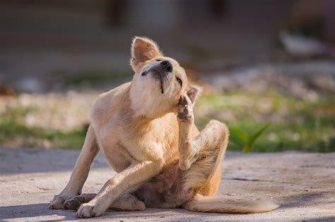 What Makes A Dog Itch