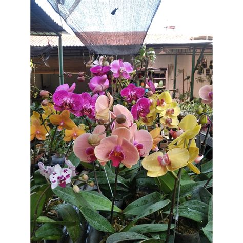 jual anggrek bulan berbunga aneka warna shopee indonesia