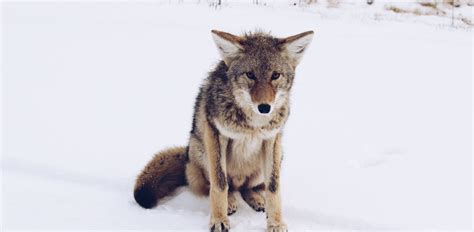 Animal Justice Fights In Court To Stop Coyote Killing Contest Animal
