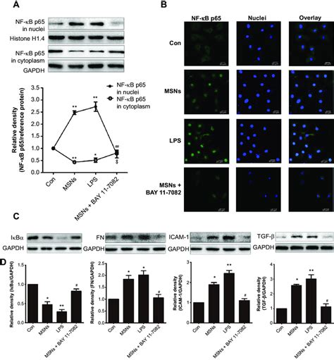 Reduction Of The Fibrosis By Msns On Nrk E Cells Through Inhibition