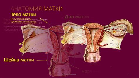 Строение Матки Анатомия Фото — Mixyfotos.ru
