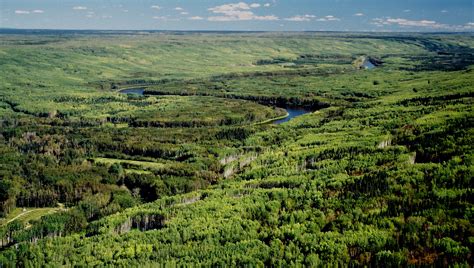 Why We Can’t Fight Climate Change without an Intact Boreal Forest | NRDC