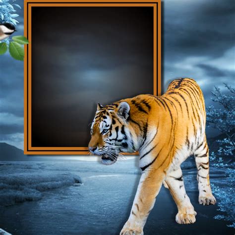 It SMichelle S Wildlife Frames 2017 May 2017 June Beautiful Tiger