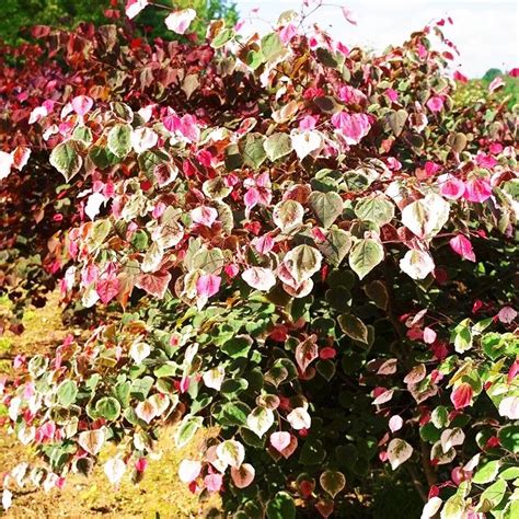 Carolina Sweetheart Redbud For Sale The Tree Center