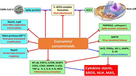 Frontiers Pharmaceutical Prospects Of Curcuminoids For The Remedy Of