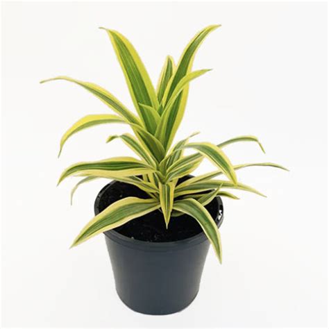 Pleomele Song Of India Dracaena Reflexa Mm The Jungle Collective