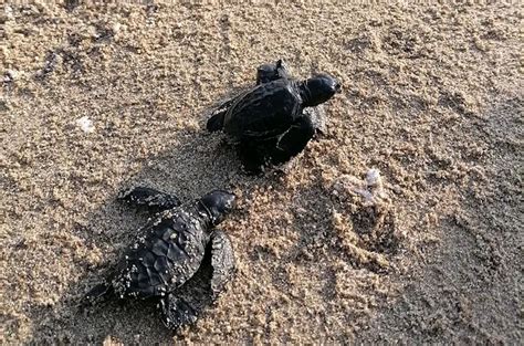 Baby Olive Ridley Turtles Released In Sorsogon Inquirer News