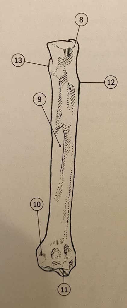 Diagram Of Radius Caudal View Quizlet