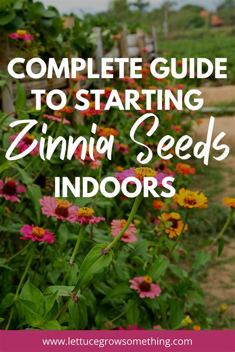 Complete Guide To Starting Zinnia Seeds Indoors Lettuce Grow Something