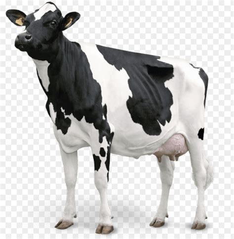 Vaca Em Png Vacas Engra Adas Vacas Png The Best Porn Website