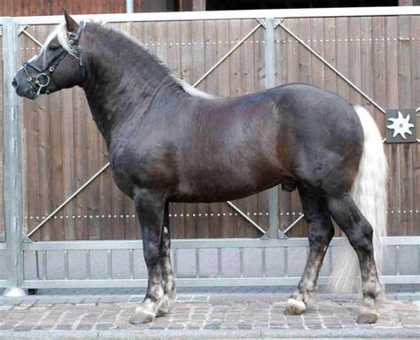 17 Best images about Draft Horse Breeds on Pinterest | Dutch, Dressage ...