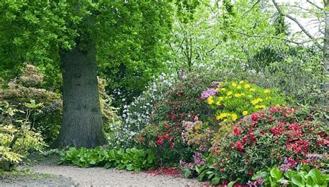 What To Plant Under Oak Trees 20 Perfect Solutions