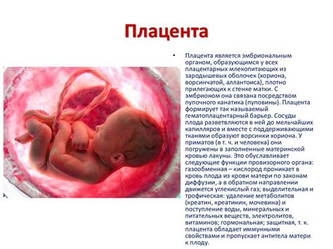 Эмбриология. Провизорные органы - презентация онлайн