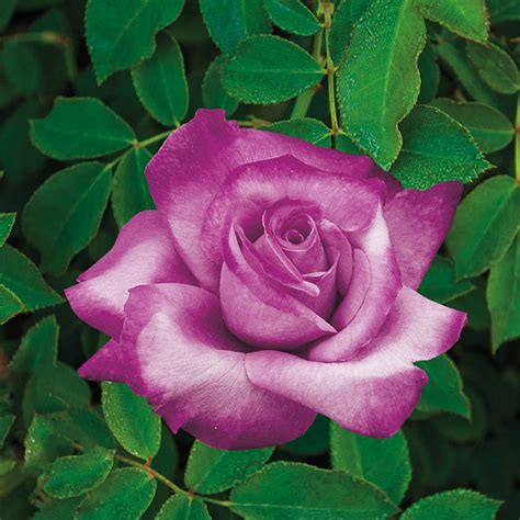 grandiflora roses plantsrosecom