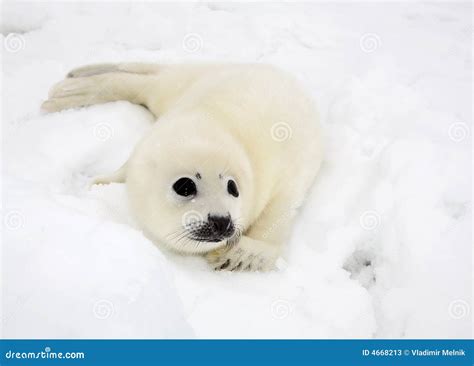 Baby Harp Seal Pup Stock Photos - Image: 4668213