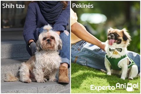 Diferencias Entre Pequinés Y Shih Tzu