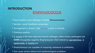 Staphylococcus Aureus From Medical Bacteriology Ppt