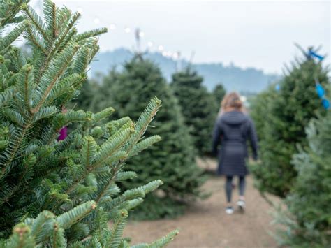 The best live Christmas trees | Surrey