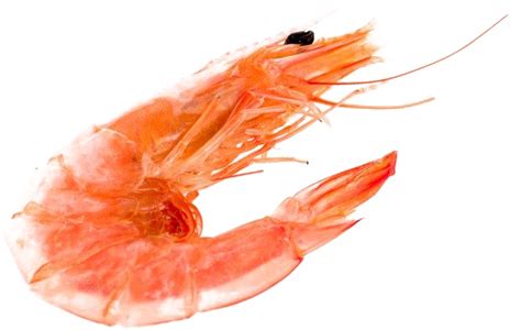 Shrimp Clear Image No Background Isolated View Png Photo