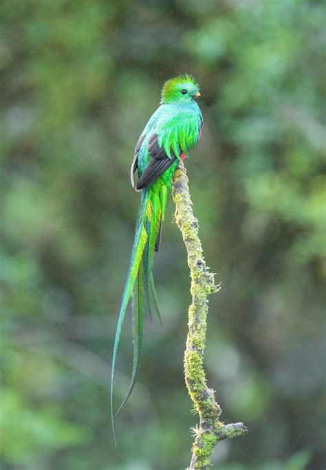 Resplendent Quetzal Pharomachrus Mocinno Morten Ross