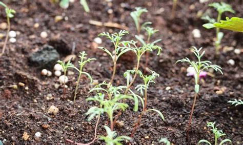 What Do Cosmos Seeds Look Like? – The Garden Bug Detroit