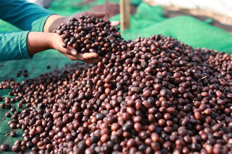 Perubahan Iklim Membuat Komoditas Kopi Semakin Mahal Ekonomi Sirkular