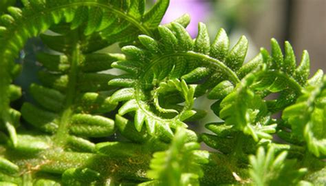 Types of Ferns in a Rain Forest | Garden Guides