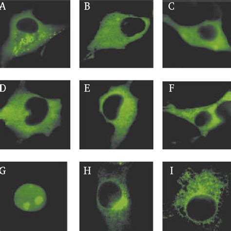 Subcellular Localization Of The Gfp Fusion Proteins In Transfected Download Scientific Diagram