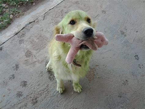 The Rare Green Retriever Goldenretrievers