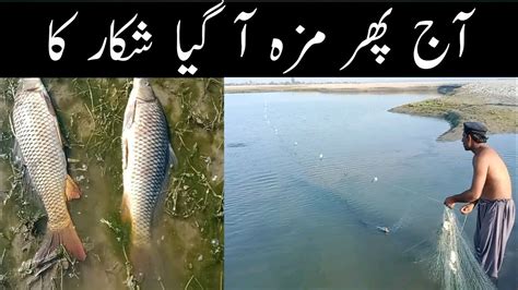 Fishing In River With Net Amazing Fishing In Pakistan Fish Hunting