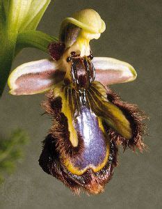 Orchids That Look Like Bees