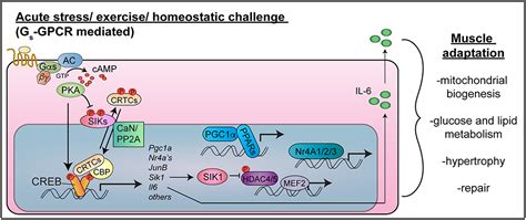 Frontiers Anabolic And Pro Metabolic Functions Of CREB CRTC In