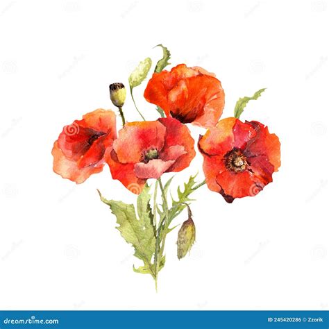 Bouquet De Flores De Papoila Vermelha Aquarela Para O Dia Anzac