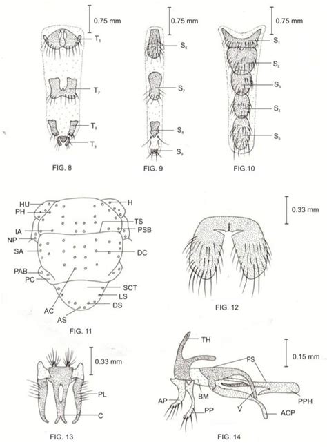 Calliphora Vomitoria Male Body Length 80 112mm Download Scientific