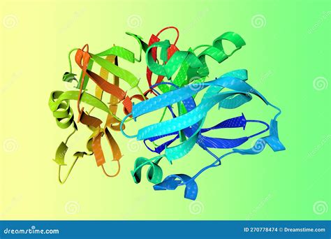 Crystal Structure Of Human Pepsin B Ribbons Diagram In Rainbow Colors