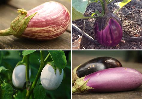 La culture de l aubergine semer planter récolter Tous au potager