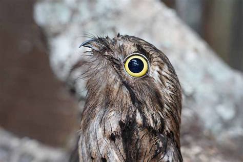 Parque Das Aves Anuncia Nascimento In Dito No Brasil