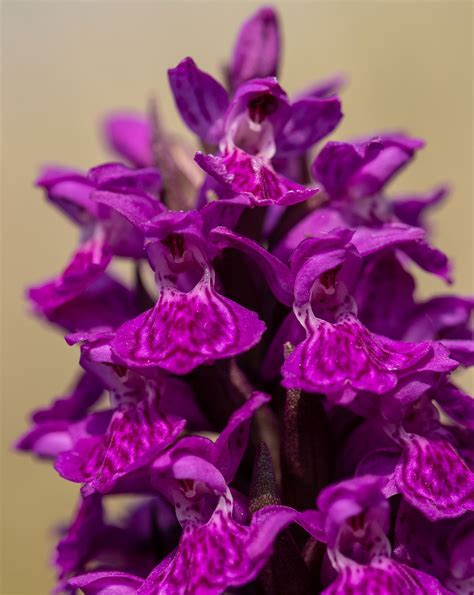 Purpur-Gøgeurt (Dactylorhiza majalis subsp purpurella) - Purpurblütige ...