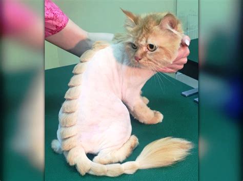 стрижка кошек