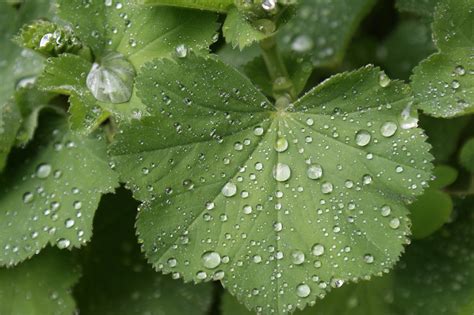 Green Wet Wassertrofpen Free Photo On Pixabay Pixabay